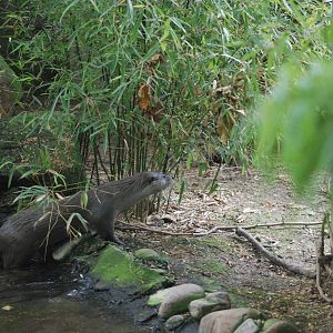 European Otter at Barcelona, 30/05/11