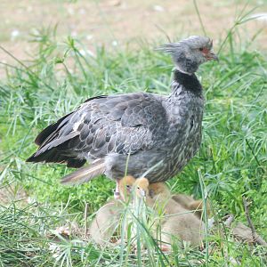 Crested Screamer with Young at Barcelona, 30/05/11