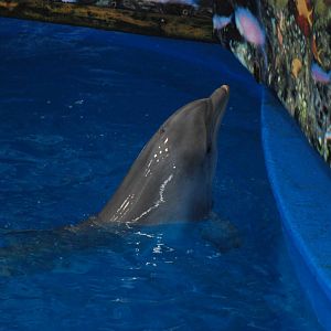 Atlantic Bottlenosed Dolphin at Barcelona, 30/05/11