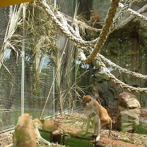 Monkey Exhibit at Barcelona, 30/05/11