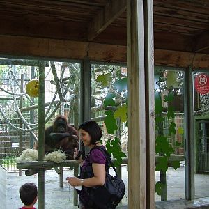 Orang-Utan Exhibit at Barcelona, 30/05/11