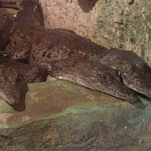 Young Nile crocodiles