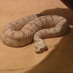 Horned desert viper
