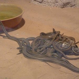 A ball of Psammophis