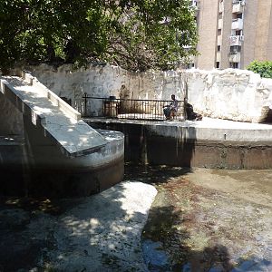 Bull Patagonian sealion with pool