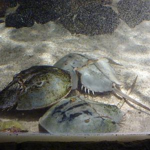 Horseshoe crabs