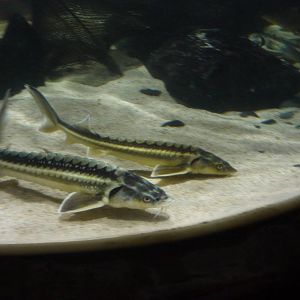 Danube sturgeons