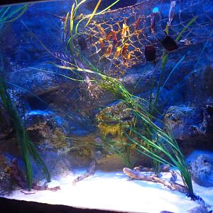 Elasmobranch nursery tank