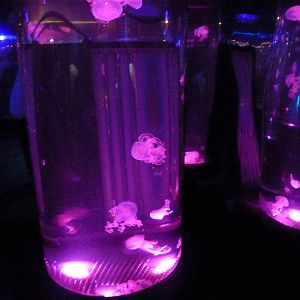 Jellyfish exhibit