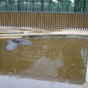 Hippo Exhibit at Barcelona, 30/05/11