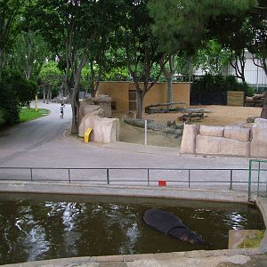 Hippo and Warthog Exhibits at Barcelona, 30/05/11