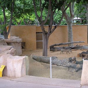 New Warthog Exhibit at Barcelona, 30/05/11