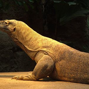 Komodo Dragon at Barcelona, 30/05/11
