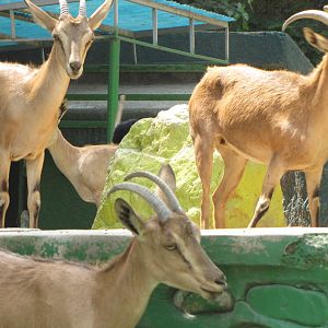 persian bezoar ibex(TEHRAN ZOO)