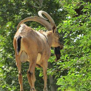 persian bezoar ibex(TEHRAN ZOO)