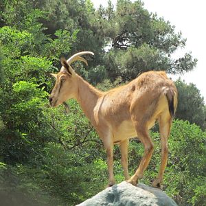 persian bezoar ibex(TEHRAN ZOO)