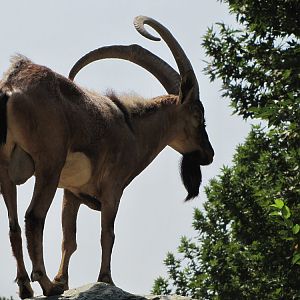 persian bezoar ibex(TEHRAN ZOO)