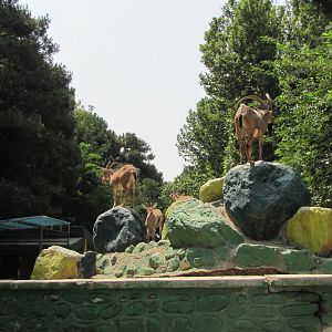 persian bezoar ibex Exhibit(TEHRAN ZOO)