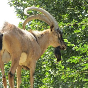 persian bezoar ibex(TEHRAN ZOO)