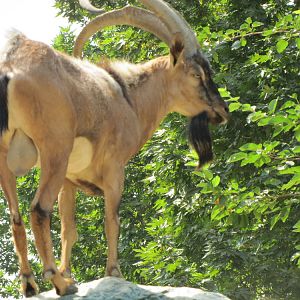persian bezoar ibex(TEHRAN ZOO)