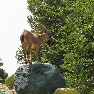 persian bezoar ibex(TEHRAN ZOO)