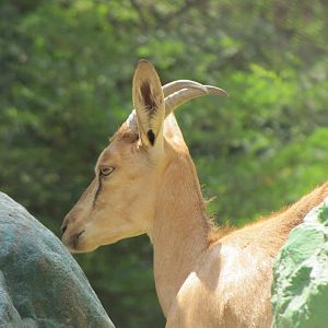 persian bezoar ibex(TEHRAN ZOO)
