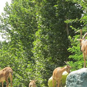 persian bezoar ibex(TEHRAN ZOO)