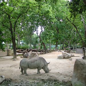 Rhino Exhibit at Barcelona, 30/05/11
