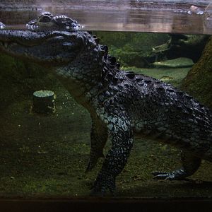 Chinese Alligator at Barcelona, 30/05/11