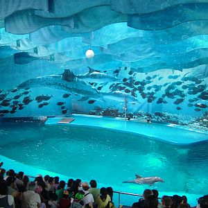 Dolphin Show at Barcelona, 30/05/11