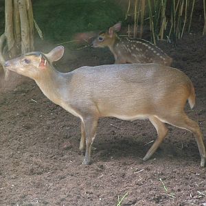 Indian Muntjac at Barcelona, 30/05/11