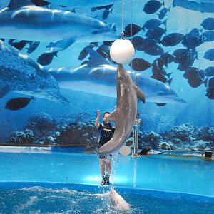 Dolphin Show at Barcelona, 30/05/11