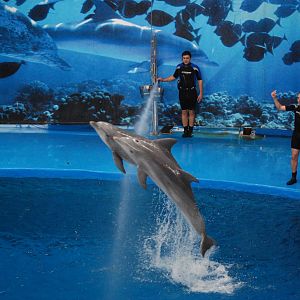 Dolphin Show at Barcelona, 30/05/11