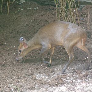 Indian Muntjac at Barcelona, 30/05/11