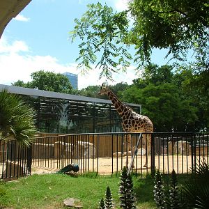 Giraffe Paddock and Elephant House at Barcelona, 30/05/11