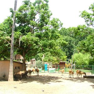 Deer Paddock at Barcelona, 30/05/11
