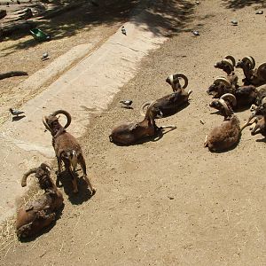 European Mouflon at Barcelona, 30/05/11