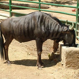 Black-bearded Brindled Gnu at Barcelona, 30/05/11