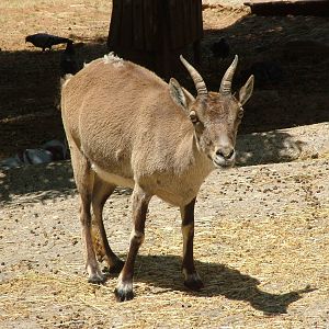 Spanish Ibex at Barcelona, 30/05/11