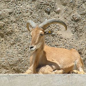 Libyan Barbary Sheep at Barcelona, 30/05/11