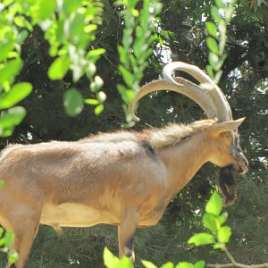 persian bezoar ibex(TEHRAN ZOO)