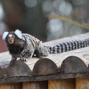 Common marmoset / Callithrix jacchus