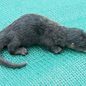 River Otter (one day)