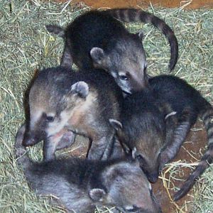 Coati (one month)