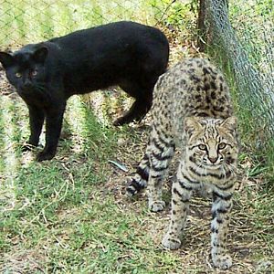 Geoffroy's Cat (one melanistic)