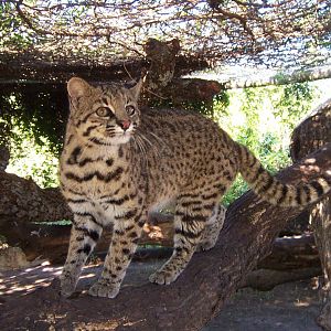 Geoffroy's Cat