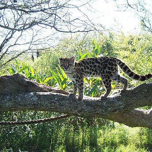 Margay