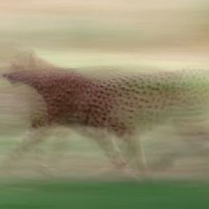 cheetah on the move