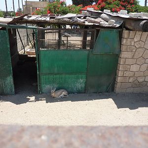 Dorcas gazelle enclosure