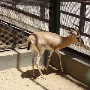 Dorcas gazelle